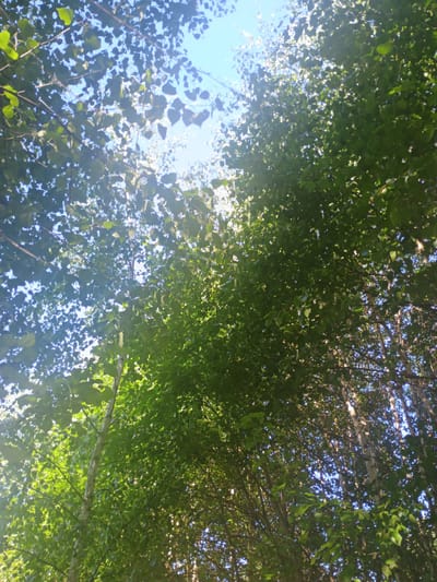 This image is a low-angle shot looking up through the canopy of trees. The leaves are predominantly a vibrant green, with some areas appearing lighter due to sunlight filtering through. The sky is visible in patches between the leaves, appearing bright blue. In the background, the white trunks of birch trees are discernible. The scene is set within the city of Verkhnia Yablunka, Ukraine. There are no people or specific actions depicted in the image.