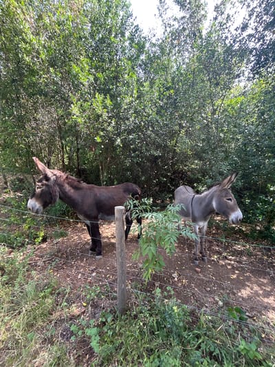 Two donkeys are standing in an outdoor enclosure. The donkey on the left is dark brown and facing left. The donkey on the right is gray and facing right. Both donkeys are partially obscured by a wire fence in the foreground and dense green foliage behind them. The ground in the enclosure is covered in dirt, fallen leaves, and some patches of grass. The scene appears to be in a rural or natural setting, possibly within the municipality of Tordera, Spain, given the Mediterranean vegetation visible in the background.