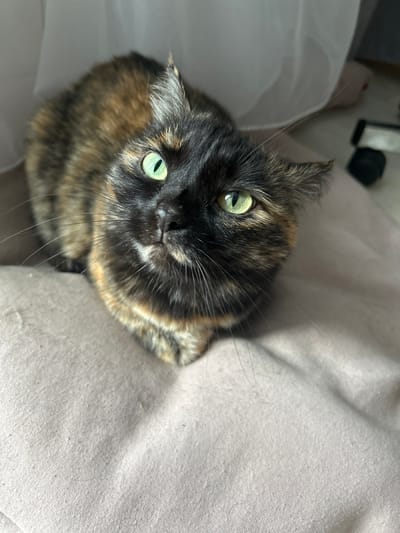 The media file shows a close-up, high-angle view of a tortoiseshell cat lying on a light-colored, textured surface, possibly a blanket or duvet. The cat is the central subject, with its face looking upwards towards the camera. Its fur displays a mottled pattern of black, brown, and orange. The cat has bright green eyes, which are wide open, and prominent white whiskers. Its ears are slightly pointed, with tufts of fur at the tips.
The background consists of the soft, neutral-colored surface, which appears to be a bed or sofa. To the left of the cat, there is a blurred area of white fabric, possibly a pillow or a sheet. In the upper left corner of the original image, there are some out-of-focus objects that appear to be dark.
The lighting suggests it is daytime, with soft light illuminating the cat's face. The overall mood conveyed is one of calm observation, with the cat appearing alert and curious. There is no visible text in the media file. The location context is Angarsk, Russia.