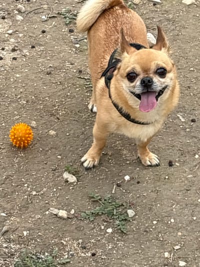The image presents a high-angle, overhead view of a small, light brown dog on a dirt or gravel surface. The dog, appearing to be a Chihuahua or a similar small breed, is positioned slightly to the left and top of the frame, looking directly upwards at the camera.
The dog has short, tan fur, pointed ears, and dark, round eyes. Its mouth is open wide, revealing a pink tongue hanging out, giving it a very happy and excited expression, almost as if it's smiling. A black harness is visible around its chest and shoulders. Its front paws are extended forward, while its hindquarters are tucked beneath it, suggesting it might be in a playful stance or about to move. A fluffy, light brown tail is curled over its back.
The ground beneath the dog is a mix of light brown dirt and small grey/white pebbles or gravel. Sparse patches of small green weeds are visible in various places on the ground. Towards the bottom right of the image, an orange, spiky toy ball rests on the ground, positioned in front of where the dog's front paws are. The lighting appears bright and natural, indicating it is daytime. The overall impression is one of a cheerful and alert dog, possibly playing outdoors.