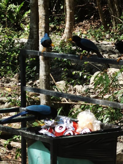 The image shows three birds perched on a black metal fence. The birds are blue and black with yellow beaks and feet. They are perched on a black metal fence that is bolted to two tree trunks. There is a trash can below the fence, filled with a black trash bag and discarded food and drink containers. The location is a wooded area at 20.492 latitude and -87.258 longitude in San José, Mexico. The scene is taken at ground level, with the camera focused on the birds and trash can. The lighting is bright and the scene is clear and well-lit. The photo is taken in a forested area with the trash can located in the center of the frame and the birds perched on the fence above.