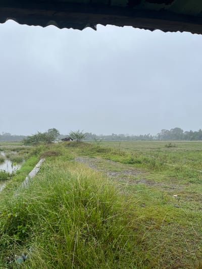 The image captures an overcast day in Kutapaya, Indonesia, featuring a vast, open field that appears to be a rice paddy. The field is predominantly green, with patches of water visible to the left, indicating it is either planted or has recently been watered. A narrow, concrete-lined channel runs along the left edge of the frame, separating the field from a waterlogged area. A dirt path cuts through the field, leading towards a small, rustic structure with a thatched roof nestled amongst sparse trees in the mid-ground. The background is dominated by a dense line of trees, suggesting the presence of a forest or more cultivated land further in the distance. The sky is a uniform gray, contributing to the somber and subdued atmosphere. The foreground is filled with tall, wild grass, some of which appears to be dried and yellowing, creating a natural, untamed look. The overall scene is rural and tranquil, devoid of any human presence.
