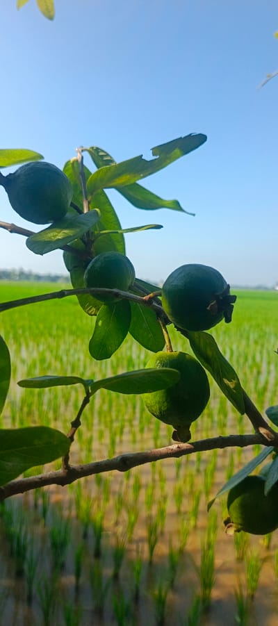 An outdoor, eye-level shot captures unripe guavas on a branch against a clear blue sky and a green rice paddy field. The guavas are small and round, with a dark green hue, and are attached to a thin, brown branch with several green leaves. One of the leaves shows signs of damage, with a portion torn away. The rice paddy field in the background is blurred, with rows of young green rice stalks. The scene appears to be in a rural setting, possibly in or around Pulodrienbeukah, Indonesia, given the prevalence of rice cultivation. There are no people or animals visible in the image, and no actions or interactions are depicted. The lighting suggests it is daytime, likely morning or afternoon, with the sun illuminating the subjects from the side. The overall impression is one of natural growth and a peaceful, agrarian landscape.