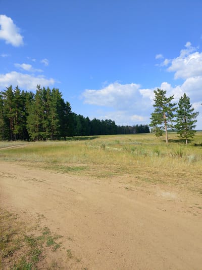 The image depicts a rural landscape under a bright blue sky with scattered white clouds. In the foreground, a dirt road curves from the lower left corner towards the middle of the frame. To the left of the road, dry grass and sparse greenery are visible. The middle ground features a wide, open field of dry, golden grass interspersed with some lighter green vegetation and small wildflowers. A dense forest of green pine trees lines the horizon on the left side of the image, stretching across the mid-background. On the right side of the field, two solitary pine trees stand with their trunks clearly visible. The overall scene is natural and serene, suggestive of a countryside location in the Алтынды ауылдық округі, Kazakhstan.