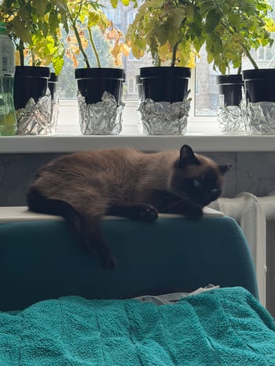 In Япрыково, Russia, a brown cat with blue eyes rests on the armrest of a teal chair. The cat is positioned with its body facing left, its head turned slightly towards the right, and its tail extending to the left. Behind the cat, on a windowsill, are several potted plants in black containers, each partially covered with aluminum foil. A pale green plastic bottle is visible to the left of the plants. The background shows a window with a view of buildings and trees. To the right of the cat, a white radiator is partially visible. A textured teal blanket is draped over the lower part of the chair.