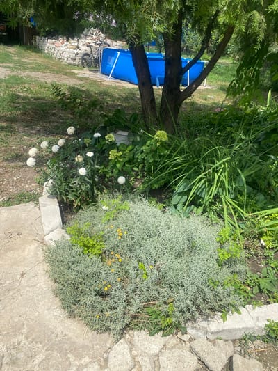 In Oktiabrskaya, Russia, a backyard scene features a lush garden bed with a variety of plants, including white daisies and green foliage. To the left, a pathway made of concrete slabs leads into the garden. In the background, a bright blue inflatable swimming pool is visible, with a bicycle leaning against a low stone wall. A large tree with a thick trunk stands prominently in the center of the frame, casting shadows over the surrounding greenery. The overall impression is one of a tranquil outdoor space, likely a residential backyard, with elements suggesting leisure and relaxation.