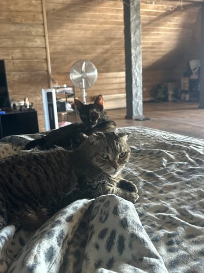Two cats are resting on a bed with a leopard-print comforter. The cat in the foreground is a tabby with green eyes and folded ears. The cat in the background is black with some orange markings. The room has wooden walls and a slanted ceiling, suggesting it is in an attic or a cabin-like structure. There is a fan and a shelf unit visible in the background. The scene is indoors and appears to be a domestic setting, possibly in a residential area of Ozerki, Russia.