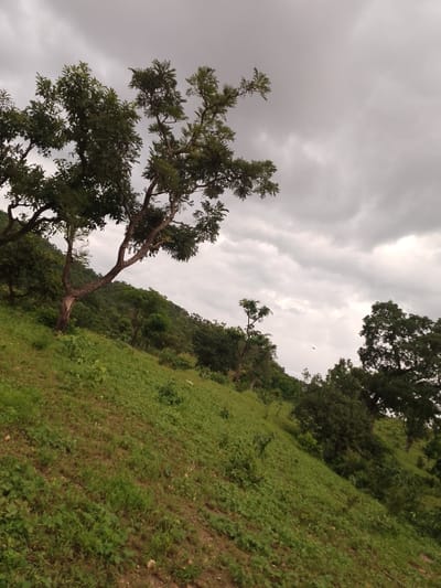 A photograph captures an overcast sky above a lush, green hillside in Balewa, Nigeria. The foreground features a steep incline covered in grass and some scattered dirt. A prominent tree with a sturdy trunk and spreading branches stands on the left side of the hill, its leaves a vibrant green against the muted sky. Further up the hill and in the background, more trees and dense foliage cover the landscape, indicating a natural, possibly rural or undeveloped area. The sky is filled with heavy, grey clouds, suggesting an impending rain or a generally gloomy weather day. There are no people or discernible man-made structures visible in the image. The overall impression is one of natural beauty and a somewhat serene, albeit cloudy, outdoor environment.