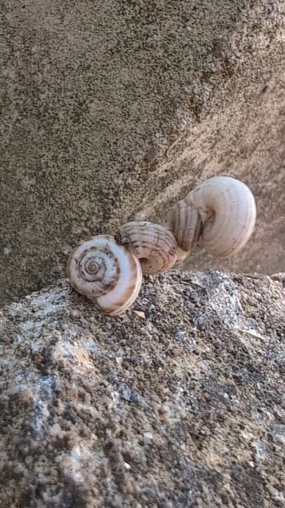 Three snail shells are clustered together on a rough, textured surface that appears to be rock or concrete. The largest shell, on the right, is pale and ridged, with a spiral pattern. To its left, two smaller shells are nestled together. One of these is a lighter color with distinct brown spiral markings, and the other, nestled behind it, is also ridged and appears darker. The background is a mottled gray and brown surface with a granular texture. This scene is located in the city of Kostiantynivka, Ukraine.