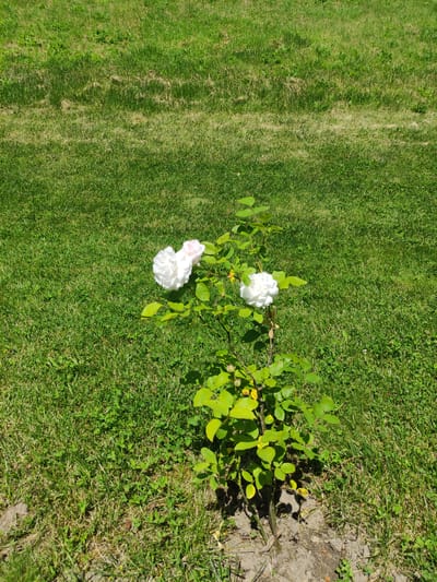 The image shows a single rose bush with several white roses and green leaves, planted in a patch of bare earth surrounded by a grassy lawn. The lawn is a mix of green and dry grass, indicating it may be a public park or garden area. The lighting suggests it is daytime, with shadows cast on the ground. The scene is devoid of any people or structures, suggesting a natural or semi-natural outdoor setting. The location is identified as Borjomi, Georgia.