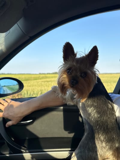 This image captures a Yorkshire Terrier looking out of a car window on a sunny day. The dog is the central subject, with its face and upper body visible as it leans out of the open window. The dog's fur is a mix of tan and grey, and its ears are perked up. Behind the dog, a person's arm is visible, resting on the car door. The car interior is dark, with a black door panel and a silver interior handle.
The background shows a bright blue sky and a vast, green field, suggesting an outdoor setting, likely rural. The sun appears to be shining, indicated by the bright sky and the lighting on the dog's fur. The scene conveys a sense of joy and freedom, with the dog enjoying the ride and the scenery. There is no visible text in the image. The location context is Anglininkai, Lithuania.