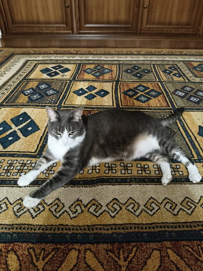 A domestic shorthair cat with grey and white markings is lying on a patterned rug. The cat is positioned centrally in the frame, with its body extended and its front paws stretched out. Its eyes are partially closed, and its head is turned slightly to its right. The rug features a geometric design in earthy tones of yellow, brown, and blue. In the background, a wooden cabinet with two doors is visible. The scene is indoors. There is no indication of the city of Bova Marina, Italy, in the image.