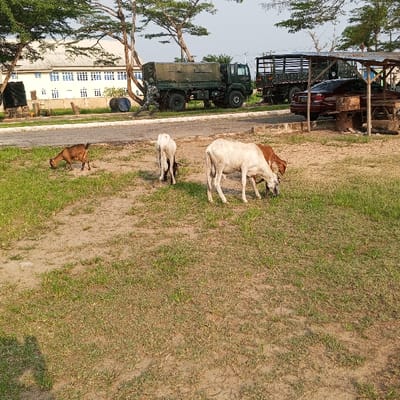 This image depicts an outdoor scene in Koko, Nigeria. In the foreground and mid-ground, a dry, patchy grass and dirt field dominates, where five animals, identified as goats or sheep, are actively grazing. A brown goat grazes on the left, while two light-colored animals, one appearing white and another with brown markings, graze towards the right. A small, dark-colored lamb or kid is partially visible behind one of the light-colored animals.
A paved road runs horizontally across the mid-ground. Along this road, on the left, an olive-green military cargo truck with a canvas cover is parked. Adjacent to this truck, a person in military camouflage uniform stands. Further to the right on the road, a second, darker military truck with an open, slatted bed is visible. On the far right, a dark-red sedan is parked under a rustic shelter with a corrugated metal roof supported by wooden posts. The shelter also covers some other objects, possibly barrels.
In the background, on the left, a light-colored, multi-story building with numerous rectangular windows is prominent. Scattered trees with sparse foliage and light-colored trunks, including some palm trees, line the background. The sky appears light and somewhat hazy, indicating daylight. Two human-like shadows are cast on the lower-left foreground, suggesting an observer or photographer.
