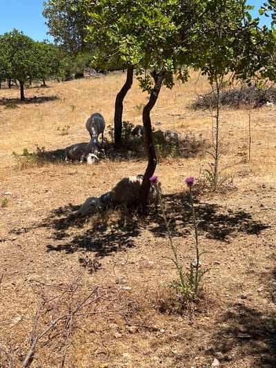 The image depicts a dry, sun-drenched landscape with several sheep resting in the shade of a tree. The ground is covered in dry grass and scattered twigs. In the foreground, two sheep are lying down, their bodies partially obscured by the dry vegetation. One sheep, in the lower right of the frame, is lying on its side with its head resting on the ground. Another sheep, to the left, is also lying down. Further back, two more sheep are visible, one standing and looking away, and another lying down. A thorny plant with purple flowers grows in the middle ground. The background shows more trees and a clear blue sky. This scene is likely situated in a rural area outside of Noto, Italy, given the dry climate and typical vegetation often found in such Mediterranean landscapes.