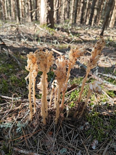 A group of pale, leafless plants stand in a forest floor covered with pine needles, moss, and lichen. The plants have a translucent, somewhat withered appearance, with layered, scale-like structures along their stems. The background consists of a forest of slender trees with a dappled sunlight effect filtering through the branches. The scene is located in the city of Korybshchina, Russia.
