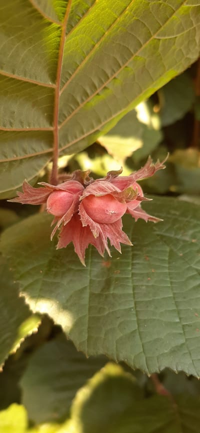 In the foreground, a cluster of young, pink hazelnuts is visible, enclosed by their delicate, leafy bracts. The hazelnuts are oval-shaped and have a smooth surface. They are attached to a thin stem, and a few fuzzy hairs are noticeable on their surface and bracts. The hazelnuts are surrounded by large, green leaves. These leaves have prominent veins running across their surface, creating a textured appearance. The lighting suggests it is daytime, with sunlight casting dappled shadows on the leaves, highlighting some areas with a bright yellow-green hue. The background is blurred, showing more foliage in shades of green and yellow, indicating an outdoor environment. The image was taken in Былина Снт, Russia.