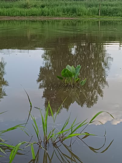 The image depicts a serene body of water with reflections of vegetation and the sky. In the foreground, tall green grass grows out of the water, with its reflections creating a mirrored image below. Further back, a cluster of broad-leafed aquatic plants emerges from the water, also casting a reflection. The middle ground is dominated by the calm water, exhibiting ripples and reflecting the trees and sky. The background shows a dense line of green grass along the bank, and a vertical wooden post is visible to the right. The overall scene conveys a natural, peaceful environment, possibly a pond or slow-moving river on the outskirts of Verkhnie Chershily, Russia. There are no people or animals visible in the image.