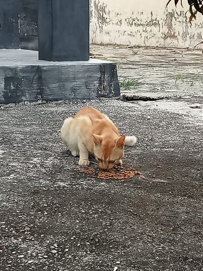 A ginger cat is eating dry cat food scattered on an asphalt surface in front of a dark grey, weathered concrete structure. The concrete structure has a lighter grey, possibly stone, base. In the background, a light-colored, textured wall with peeling paint is visible, along with some sparse green vegetation. The overall scene appears to be an outdoor area. The location is Kualu, Indonesia.