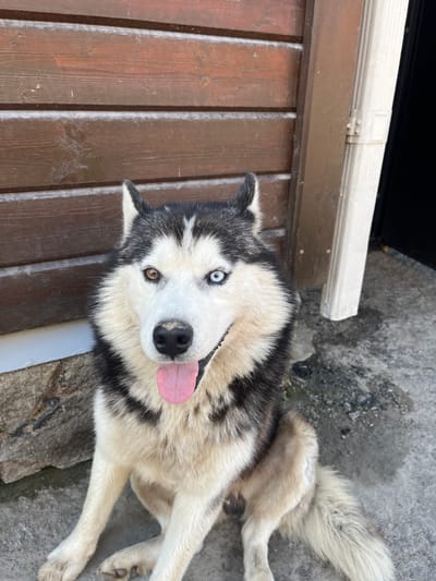 An adult Siberian Husky with heterochromia, one brown eye and one blue eye, sits on a concrete surface in front of a wooden wall and a white downspout. The dog is panting with its pink tongue visible. The wooden wall is constructed of horizontal planks. The environment appears to be outdoors, potentially in a backyard or alleyway, given the concrete and downspout. The location is identified as Minyar, Russia.