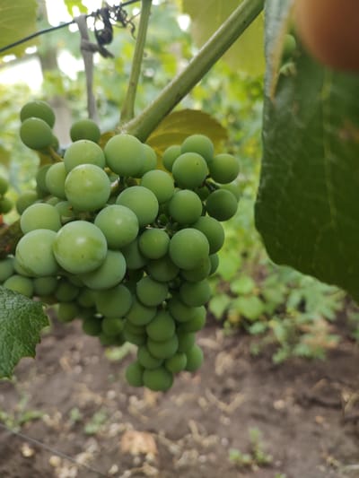 This is a close-up, rotated shot of a cluster of unripe green grapes on a vine. The grapes are round and a uniform pale green color. They are tightly packed together, with some individual grapes overlapping each other. The vine itself is visible, with a thick stem and thinner tendrils extending outwards. A large, broad green leaf from the grapevine is prominent in the upper left portion of the image, partially obscuring the grapes. The background is softly blurred, showing more greenery and the ground, which appears to be dry soil with some sparse vegetation. The lighting suggests it is daytime, likely outdoors, possibly in a vineyard or garden setting, given the location context of Tervel, Bulgaria. There is no discernible activity or event taking place; the image focuses on the static detail of the grapes on the vine. No text is visible.