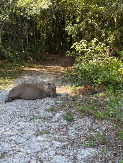 The image shows a capybara and three baby capybaras resting on a sandy path in a wooded area. The adult capybara is lying down on its side, facing left. The three young capybaras are huddled together to the right of the adult, partially concealed by green foliage. The path is made of light-colored sand and is surrounded by dense vegetation, including trees and bushes. The lighting suggests it is daytime with sunlight filtering through the leaves. The environment appears to be a natural habitat, likely a park or a nature reserve. This scene is consistent with natural environments found in Florianópolis, Brazil, such as the Parque Municipal da Lagoinha do Leste or areas within the Ilha do Campeche.