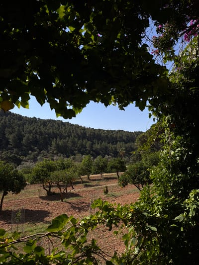 The image depicts a landscape in Bunyola, Spain, featuring a view framed by dense foliage. A hillside covered in a dark green forest rises in the middle distance. To the right, an agricultural field with rows of trees, possibly orange or citrus trees given the presence of orange fruits, is visible. The foreground is obscured by dark green leaves and branches of trees, creating a natural frame. A patch of blue sky is visible through the canopy in the upper left corner, with some purple flowers present. The scene is bathed in sunlight, with shadows cast on the field and forest.