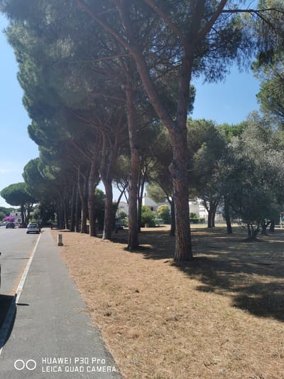The image depicts a row of tall pine trees lining a sidewalk and a road. The trees have thick, textured bark and dark green foliage. The ground beneath the trees is covered in dry pine needles, with patches of dry grass. A paved sidewalk runs along the side of the road, and on the other side of the sidewalk, the pine trees are prominent. In the background, there are several white buildings, some with visible windows and balconies, suggesting a residential or commercial area. Cars are parked along the road and on a parking lot to the left of the sidewalk. A few small purple flowers are scattered in the dry ground cover. The sky is clear and blue. The watermark "HUAWEI P30 Pro LEICA QUAD CAMERA" is visible in the lower right corner of the image. The scene is likely located in Follonica, Italy, given the characteristic pine trees and Mediterranean vegetation often found in coastal Italian towns.