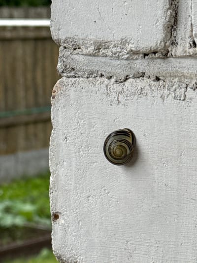 A snail with a spiraling shell is adhered to a textured, white concrete surface. The snail's shell exhibits concentric rings of alternating dark brown and light yellow or beige. The concrete wall shows signs of rough texture with small indentations and protrusions, appearing to be part of an outdoor structure such as a building or a fence post. In the blurred background, vertical wooden planks of a fence are visible, along with patches of green foliage, suggesting an outdoor setting. The lighting indicates it is daytime, with soft illumination casting no harsh shadows. The scene is devoid of human presence or any discernible activity beyond the presence of the snail. The location is identified as Naro-Fominsk, Russia.