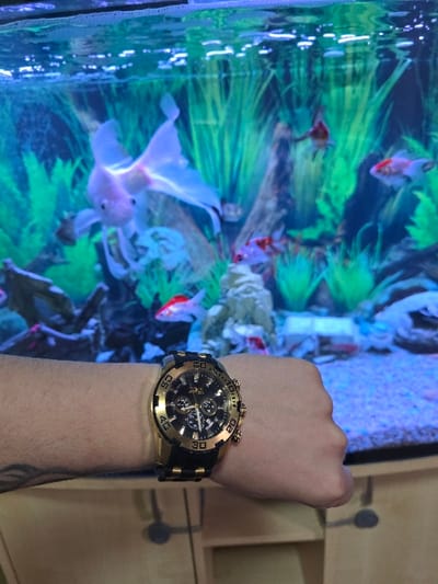 The scene is set indoors, specifically in Zweibrücken, Germany. A light-skinned human left forearm and fisted hand are centrally positioned, extending from the left. A prominent Invicta brand wristwatch is worn on the wrist; it features a gold-toned case and bezel, a black dial with multiple subdials, and a black strap with gold-toned accents. A dark, possibly tribal-style, tattoo is visible on the inner forearm.

The background consists of a brightly illuminated aquarium filled with water, exhibiting a blue-green hue. Bubbles are visible at the water's surface. Inside the aquarium, a large, pale white or light pink long-finned goldfish is centrally located. Several smaller goldfish, primarily orange and white, are also swimming amongst numerous tall, green artificial aquatic plants and various rock formations and decorations resting on a gravel substrate. Beneath the aquarium, a light-toned wooden cabinet with dark circular handles is partially visible.