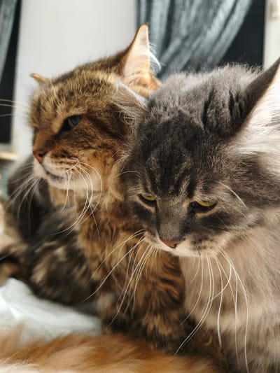 Two cats, one tabby and one grey, are huddled together in a close-up shot. The tabby cat, on the left, is looking to the left with its head slightly turned. The grey cat, on the right, is looking down with its eyes partially closed. Both cats have long whiskers. The background is blurred and appears to be an indoor setting with curtains. The image does not provide any information that could suggest a specific location in the city of Morąg, Poland.