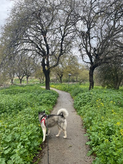 This image captures an outdoor scene featuring a dog walking on a paved pathway. The main subject is a medium to large-sized dog, possibly a husky or Alaskan malamute mix, with grey and white fur and a distinctly fluffy, curled tail. The dog is wearing a red harness and is standing on the path, looking to its left (towards the viewer's right if the image were properly oriented). A black leash extends from the harness, held by an unseen individual.

The setting is a natural area, possibly a park or trail in Alon HaGalil, Israel. The pathway is dark, likely asphalt or compacted earth, and appears damp, suggesting it might have recently rained or is a cloudy day. It gently curves away into the distance on the right side of the frame.

The path is flanked by abundant, lush green foliage and ground cover, dotted with small yellow flowers, indicating either late winter or early spring. Several large trees with thick, gnarled trunks and mostly bare branches line the path, suggesting they are deciduous and have not yet fully leafed out for spring. In the mid-ground, further down the path, a street lamp or park light fixture is visible among the trees.

The weather appears to be overcast, providing soft, diffused light without harsh shadows. There are no people visible, but the leash implies a human companion. No visible text is present in the image. The overall impression is one of a peaceful, slightly damp, natural walk.