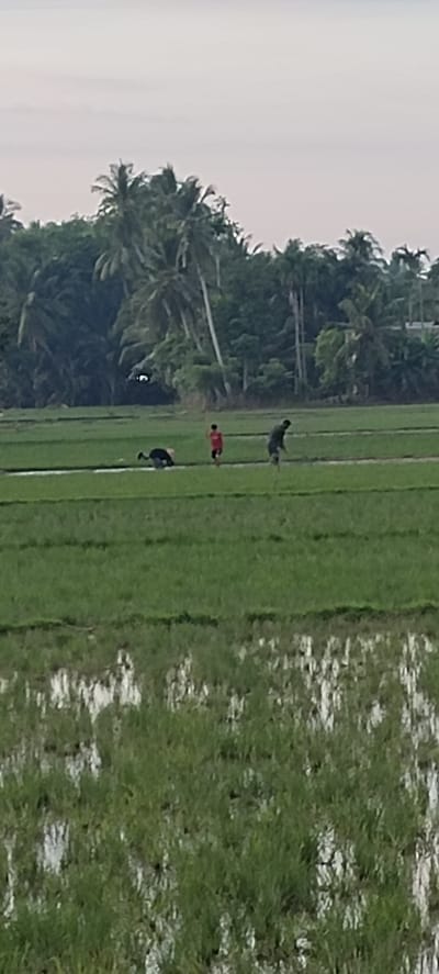 In a wide, flat agricultural landscape in Blangmajron, Indonesia, under a pale, overcast sky, two figures are visible in a green paddy field. The field is divided by irrigation channels, with some areas reflecting the sky and surrounding greenery. In the mid-ground, a dark-colored animal, possibly a water buffalo, is partially submerged in a water channel, with its head bowed as if grazing. To its right, a young person wearing a red shirt stands in the paddy field. Further to the right, another figure, a person in a dark-colored garment, appears to be tending to a scarecrow or a similar structure. The background is densely populated with tall, green palm trees and other vegetation, suggesting a rural or semi-rural setting. The overall impression is one of agricultural activity in a tropical environment.