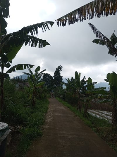 The image displays a rural pathway in Kondha, India, under an overcast, grey sky. The unpaved, light brown path extends into the distance, flanked by dense vegetation. On the immediate left, tall green grass and several banana trees with large, often frayed leaves are visible. A partially obscured white bag, possibly branded "ABC," is situated in the lower left foreground. On the right side of the path, more banana trees and grass line the edge, leading to a cultivated field in the mid-ground, characterized by distinct parallel rows of white plastic sheeting or pipes. Further down the path, a small group of three to four indistinct individuals is observed walking away from the viewer. In the mid-ground, a cluster of residential buildings with visible roofs is discernible, backed by a range of distant mountains under the cloudy sky.