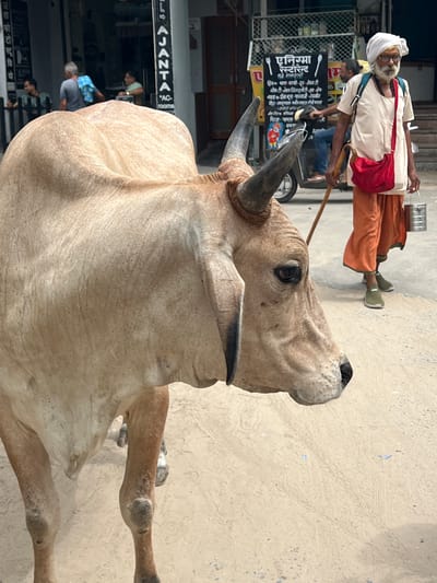 A light brown cow stands in the foreground, facing right. Its head is in profile, with a dark eye and nostril visible. The cow's large hump is prominent. Behind the cow, a man with a white turban and beard walks towards the right, holding a wooden stick and a metal container. He wears a light-colored tunic and orange pants, with a red bag slung over his shoulder. In the background, a scooter is parked near a food stall with Hindi writing on a sign. Several other people are visible further back, near buildings. The ground appears to be a dusty, paved surface, consistent with a street in Pushkar, India.