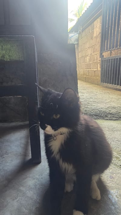 A black and white cat, commonly known as a tuxedo cat, is the central subject of this image. The cat has striking yellow eyes and is wearing a collar with a small metallic ring. It appears to be lying or resting on a dark, possibly wooden, rectangular frame, which could be part of a small table or stool. The cat's head is turned slightly downwards and to the left, and its posture suggests a moment of rest or observation.
The setting appears to be an outdoor or semi-outdoor area in Seririt, Indonesia, possibly a covered patio or a space adjacent to a building. The ground and walls are made of concrete, with varying textures and shades of grey, indicating some wear or rustic construction. Above, a metal grate structure is visible, likely part of a roof or ventilation system.
Bright natural light streams in from the left side of the frame, creating strong highlights and shadows, indicating it is daytime, likely sunny. In the background to the left, some green foliage, possibly palm leaves, is visible against a bright, hazy sky. The overall scene suggests a casual, everyday moment in a tropical environment. No text is visible in the image.