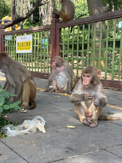 In Nanwan Village, China, three monkeys are visible on a paved surface. One monkey sits on the ground, facing left, with its head turned slightly upwards. Another monkey sits on the ground to its right, facing forward and eating something. A third monkey is perched on a green metal fence in the background, facing left. A sign on the fence reads "No crossing the yellow line" in English and Chinese. The area is an outdoor enclosure with trees and foliage visible in the background. A piece of clear plastic is on the ground in the foreground.