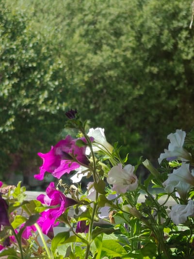 The image depicts a close-up view of petunia flowers in bloom, with a blurred green, leafy background that suggests a natural setting. The flowers are a mix of vibrant pink and white, with some buds visible. The lighting indicates a sunny day, casting shadows and highlights on the petals and leaves. The image appears to be taken outdoors, possibly in a garden or park, with the blurred background suggesting trees or dense foliage. There are no people or specific landmarks visible that would indicate a precise location within Chamonix-Mont-Blanc, France. The overall scene is one of natural beauty, focusing on the delicate details of the blooming flowers.
