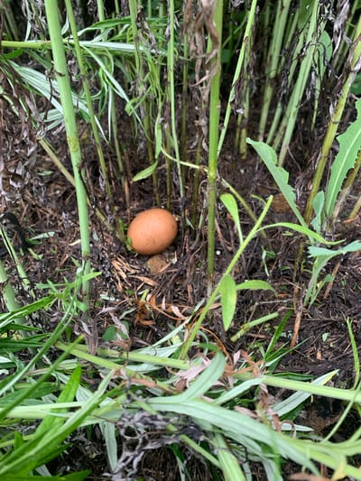 A single brown egg rests on the ground amidst the dry stalks and green leaves of plants. The scene is set in a natural environment, possibly a garden or a wild area, with rich brown soil visible beneath the vegetation. The lighting suggests it is daytime, with shadows cast by the surrounding plants. The specific location in Ustinovka, Russia, is noted, though there are no human elements present to provide further context about actions or interactions.