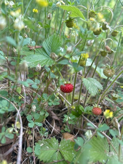 The image depicts a close-up view of wild strawberry plants (Fragaria vesca) and surrounding undergrowth in what is identified as Lubiszewo Tczewskie, Poland. The scene is illuminated by natural daylight.
In the foreground and mid-ground, multiple wild strawberry plants are visible. A prominent, fully ripe red strawberry is located slightly left of the center. To its lower right, a second strawberry, displaying a transitional pinkish-red coloration indicative of partial ripeness, is present. Numerous other strawberries, entirely green and unripe, are scattered throughout the upper and right portions of the background. The strawberry plants exhibit their characteristic trifoliate leaves with serrated margins, some appearing to have a light dusting or natural variegation.
The environment consists of dense green foliage, including various small plants with clover-like trifoliate leaves and other slender green stems. Small yellow flowers are sparsely distributed within the undergrowth, particularly in the blurred background. The ground layer is composed of a mix of live vegetation, dried organic material, and visible soil or detritus. No human figures, animals, or artificial structures are discernible within the frame. The focus is primarily on the central and lower portions of the strawberry plants, with a shallow depth of field rendering the background softly blurred.