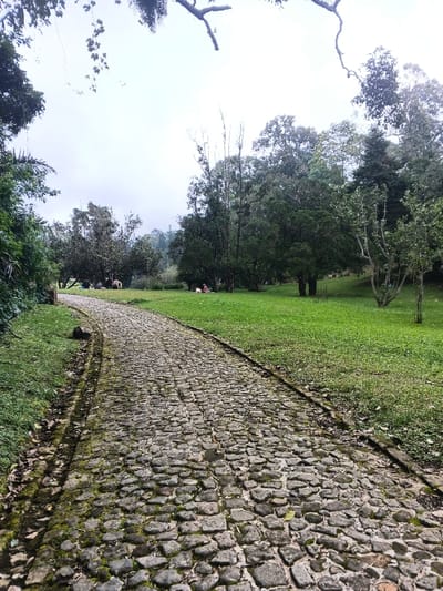 The scene depicts an outdoor recreational area located in Tây Ninh, Vietnam. A cobblestone path, exhibiting moss growth and wear, curves gently leftward from the foreground into the midground. This path is bordered by sparse, dark ground and foliage on its left and a well-maintained grassy lawn on its right.
On the right-hand lawn, approximately five to seven individuals are present. In the mid-left section of the lawn, a cluster of three to four people are seated or reclining beneath trees, positioned near a light-colored animal resembling a cow or horse that stands upright. Further to the right, two additional individuals are seated on the grass, one distinctly attired in red.
The environment is characterized by extensive green grass and numerous trees of varied species and heights, forming a dense canopy and tree line in the background. Distant hills or mountains are partially discernible through the background foliage. The sky overhead is uniformly overcast, indicating a cloudy condition. No specific actions or interactions beyond passive presence are evident among the individuals or the animal.