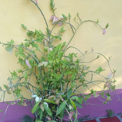A full-frame, eye-level, medium shot captures a bushy plant with thin, arching green stems and variegated leaves, some of which are tinged with pink and pale green. The plant is positioned in front of a textured, matte yellow wall, with a vibrant purple band running along the bottom. The wall extends from the top to the bottom of the frame, with the purple band taking up the lower quarter. Small patches of green moss and a few small plants are visible at the base of the wall, where it meets a red brick surface. The lighting suggests it is daytime, with soft shadows cast on the wall. The image is likely taken in El Limón, Venezuela, based on the presence of a plant commonly found in that region, a common architectural feature of a house wall, and a typical plant used in garden settings. There are no people or animals present in the scene.