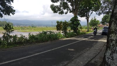 The image depicts a serene rural landscape in Panjalu, Indonesia, featuring a paved road winding through fields and leading towards distant mountains. In the foreground, a dark asphalt road with a solid white center line extends diagonally across the frame. On the road, a person wearing a dark jacket and helmet is seen riding a motorcycle away from the viewer. Further ahead on the right side of the road, a dark-colored SUV or car is parked.
To the left of the road, a strip of lush green bushes and foliage separates the road from expansive rice paddies. These paddies appear to be recently tilled or planted, with standing water reflecting the sky in some sections and young green rice shoots visible in others. Tall trees with dense green canopies line both sides of the road, providing shade.
In the mid-ground, beyond the rice fields, a scattering of houses with distinctive reddish-brown roofs can be seen amidst more greenery, indicating a small village or settlement. The background is dominated by a range of hazy, undulating mountains under a partly cloudy or overcast sky. The overall lighting suggests it is daytime, possibly morning or late afternoon. The scene conveys a sense of peaceful daily life in a verdant, agricultural setting. No discernible text is visible in the image.