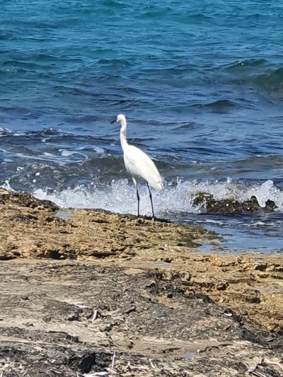 The image shows a white bird, likely an egret, standing in shallow water next to a rocky shore. The bird has its long neck extended, and its beak is pointing downwards, suggesting it is searching for food. The water is a vibrant blue, with small waves gently lapping at the shore. The rocks are a mix of brown and gray, with a textured surface. The scene appears to be a coastal environment, possibly a beach or a rocky inlet. The lighting suggests it is daytime, and the clear water and bright sunlight indicate fair weather. The image is taken from a slightly elevated perspective, looking down at the bird and the water. The focus is on the bird and its immediate surroundings, with the background blurred to emphasize the subject. There is no visible text in the image. The overall impression is one of natural beauty and tranquility, capturing a moment of wildlife in its habitat. The location context of Chersonisos Municipal Unit, Greece, further places this scene in a Mediterranean coastal setting.