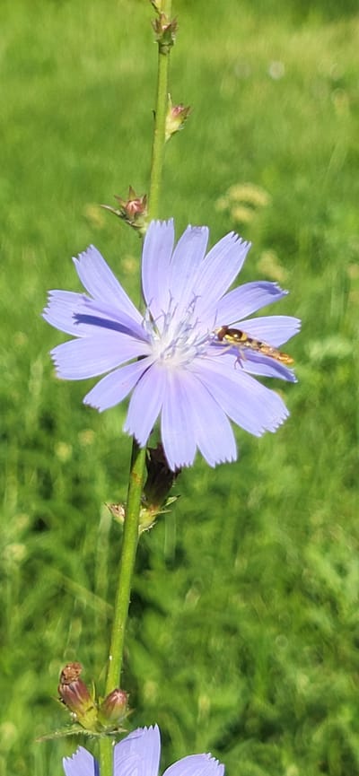 In Tetianivka, Ukraine, a close-up, vertical shot captures a light purple chicory flower in bloom. The flower, with its delicate, notched petals, is the central subject, positioned slightly to the left of the frame. On its surface, a small hoverfly with yellow and black stripes is actively feeding. The flower is attached to a slender, green stem that runs vertically through the image, dotted with small, undeveloped buds. The background is a soft blur of green, indicating a grassy environment. The overall lighting suggests a bright, sunny day.