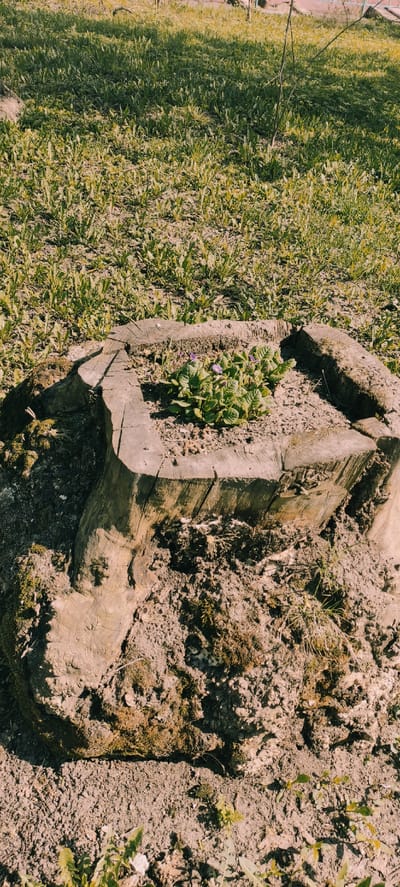 A low-angle, sunlit, medium shot reveals a square, hollowed-out tree stump used as a planter. The planter is filled with soil and a cluster of green plants with a few small purple flowers. The stump rests on a dirt surface that also contains moss and sparse vegetation. To the left of the stump, there is a patch of green grass and other plants. The location is consistent with Fryazino, Russia, given the vegetation and soil type. No people are visible.