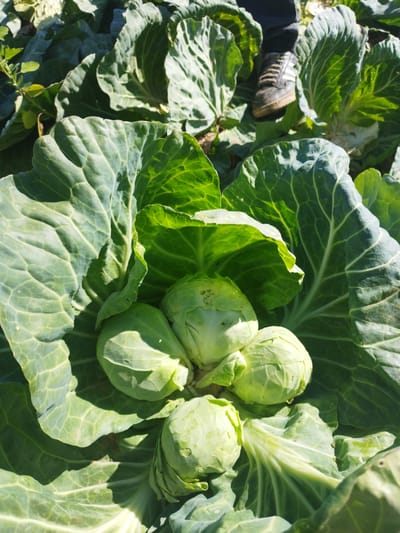 A high-angle, medium shot captures a close-up view of several heads of cabbage growing in a field. The cabbages are a vibrant green, with large, leafy outer layers and smaller, tightly packed heads in the center. The sunlight casts shadows, highlighting the texture of the leaves. In the background, a person's foot wearing a dirty sneaker is visible, suggesting a person is standing among the cabbage plants. The scene appears to be a close-up of a cabbage field, possibly in Băleni-Români, Romania, given the context.