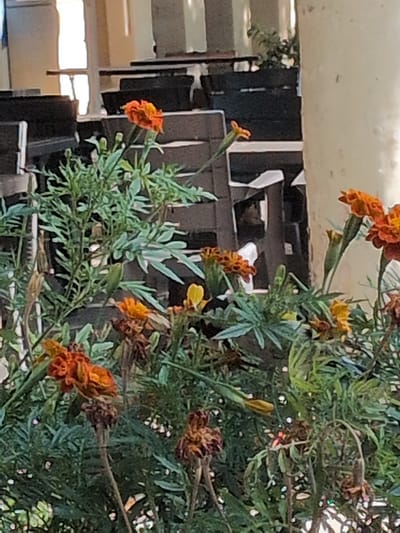 In Ganja City, Azerbaijan, a cluster of marigold flowers, predominantly in shades of orange and yellow, bloom in the foreground. Some of the flowers are vibrant and open, while others appear wilted or dried, suggesting a natural progression of their life cycle. The plants are lush with green, feathery foliage. In the background, blurred dark-colored chairs are stacked behind a large, creamy-colored pillar. The environment appears to be outdoors, possibly a patio or garden area connected to an establishment with seating.