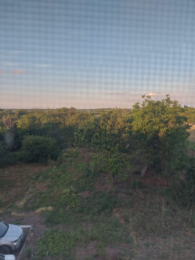 The image shows a view from a window with a grid pattern, looking out over a landscape with trees, vegetation, and a clear sky. In the foreground, to the lower left, a silver car is partially visible, parked on a concrete surface. The ground slopes upwards from the car, covered in grass and various plants. Further back, a dense area of trees and shrubs occupies the midground, with a large tree prominently featured on the right. The background consists of a hazy horizon line with more distant trees and a light blue sky with scattered clouds and a few small specks that may be birds. The overall scene depicts an outdoor environment with signs of civilization, indicated by the parked car and a visible concrete parking area. The image appears to be taken during the daytime, likely late afternoon or early evening, judging by the soft lighting. The presence of a residential area or a suburban setting is suggested by the car and the managed vegetation.