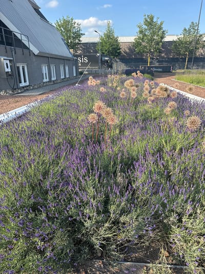 The image shows a cultivated area with a dense bed of purple lavender flowers and several dried ornamental onion seed heads. The planting bed is bordered by a white edge and gravel. Behind the planting bed, a modern grey building with a silver metal roof is visible, featuring multiple white-framed windows and an outdoor electrical charging station. Further in the background, a dark truck with white lettering that includes "Masis" and "Kooiker" is parked. Beyond the truck and building, there are trees and a long, dark-colored structure with a metallic roof. The scene is illuminated by bright daylight under a clear blue sky with scattered clouds, suggesting an outdoor environment in the city of Staphorst, Netherlands.