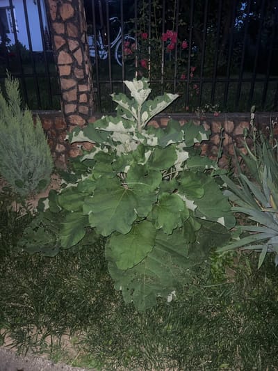 This is a medium shot, eye-level, outdoor photograph taken at night in the city of Bârnova, Romania. The scene depicts a garden area adjacent to a stone and metal fence. In the foreground, a large plant with broad, green and white variegated leaves dominates the center of the frame. To the left of this plant is a smaller, conical evergreen shrub. To the right, some blade-like plants are visible. Behind the fence, a white bicycle with a basket is parked, and there is a bush with red roses. The background is dark, with a hint of blue sky visible at the top. The ground is covered in grass and dirt. The image appears to be taken without flash, as the lighting is low. There are no people visible in the photograph.